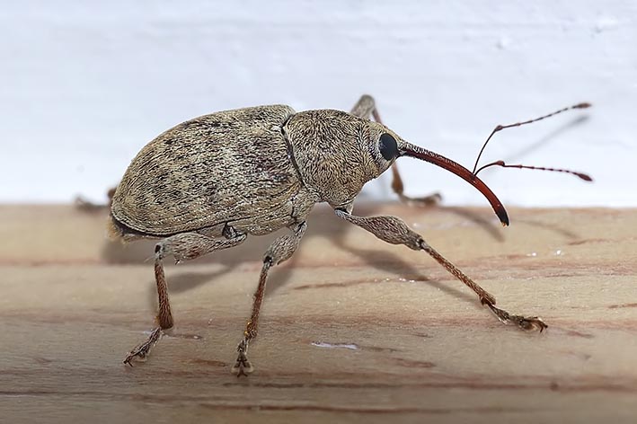 Curculionide identificazione: Curculio propinquus